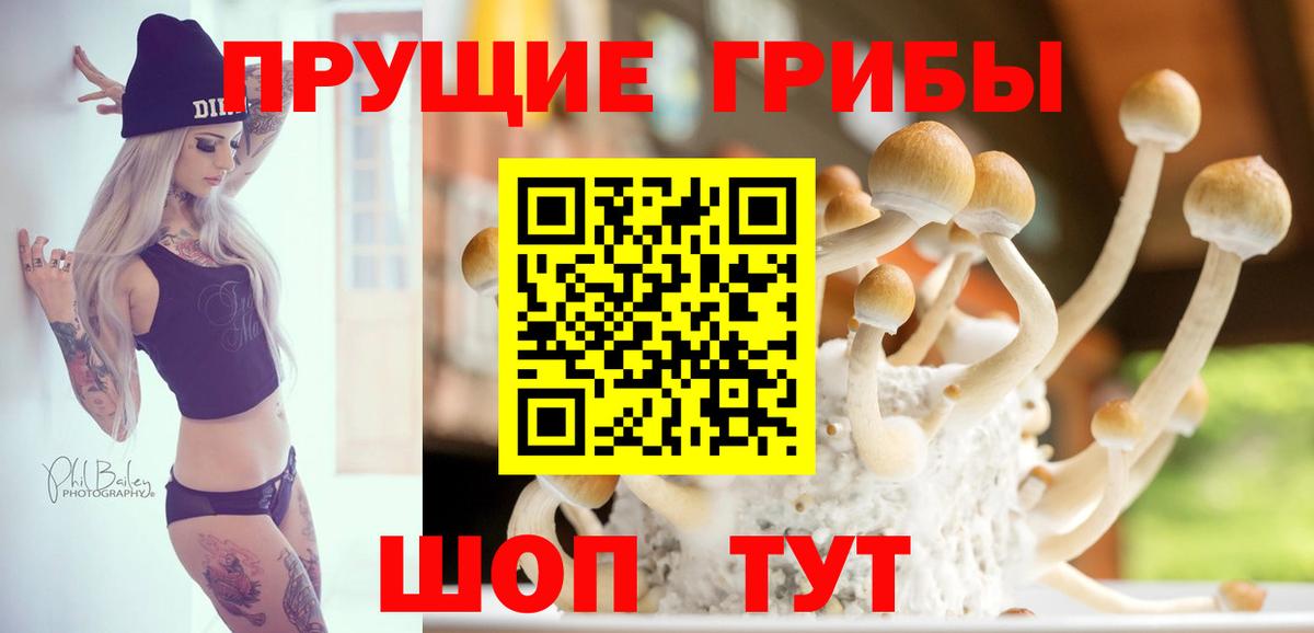 Галлюциногенные грибы Psilocybine cubensis Чернушка